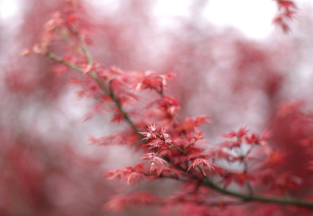 農產(chǎn)品短視頻營銷策劃-短視頻營銷-美御麥得好電商