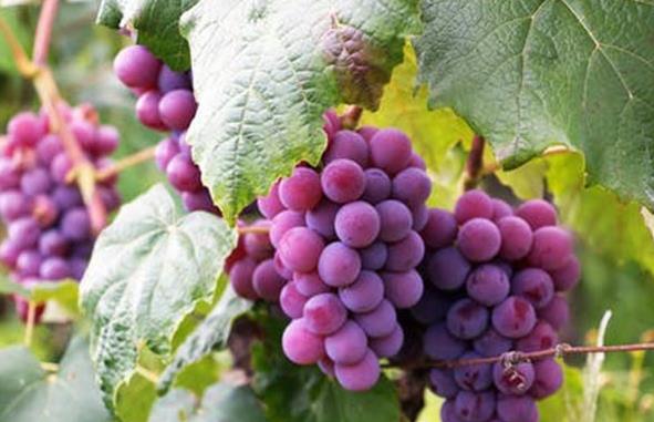 水果生鮮代運(yùn)營(yíng)公司