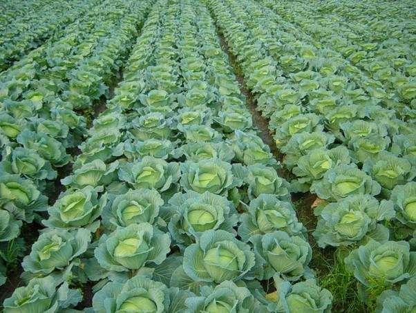 農(nóng)業(yè)品牌策劃怎樣做才完美呢？