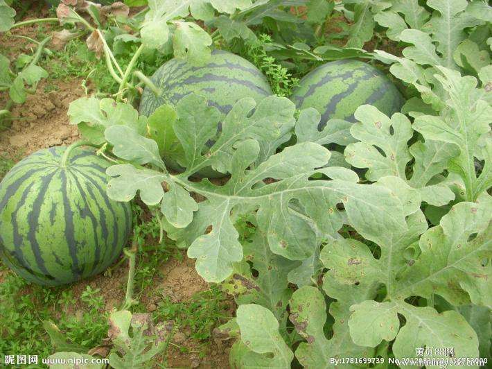 西瓜農(nóng)業(yè)品牌策劃如何做？