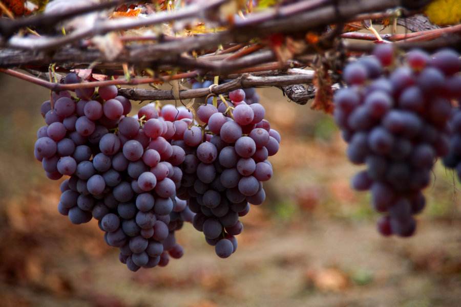 農(nóng)業(yè)品牌營(yíng)銷：葡萄品牌營(yíng)銷好做嗎？怎么做呢？