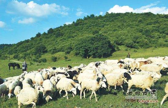 農(nóng)業(yè)品牌策劃公司需要培養(yǎng)這樣的團(tuán)隊(duì)嗎？