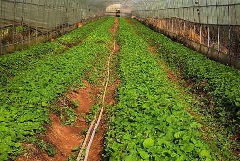 農(nóng)產(chǎn)品品牌策劃公司如何培養(yǎng)團(tuán)隊(duì)？