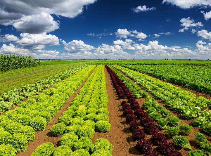 農(nóng)產(chǎn)品品牌設(shè)計(jì)有多重要？