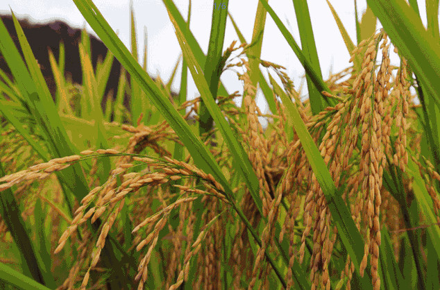 農(nóng)業(yè)品牌策劃公司哪家好？