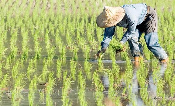 農(nóng)業(yè)品牌戰(zhàn)略規(guī)劃，對(duì)業(yè)務(wù)成功的作用