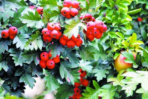 農(nóng)業(yè)品牌策劃：關(guān)于農(nóng)產(chǎn)品山楂品牌策劃的重點(diǎn)分析