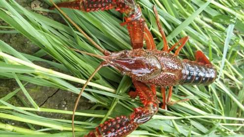 稻蝦產(chǎn)業(yè)助推江西南康區(qū)品牌農(nóng)業(yè)生態(tài)經(jīng)濟發(fā)展