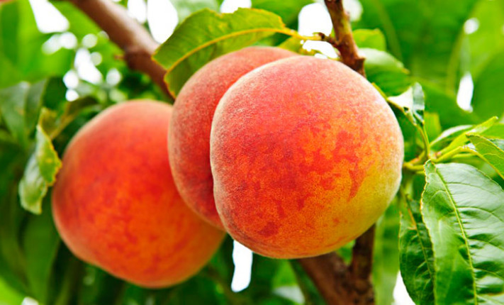 農(nóng)業(yè)全案營(yíng)銷咨詢助力農(nóng)業(yè)企業(yè)營(yíng)銷勢(shì)如破竹-美御全案營(yíng)銷