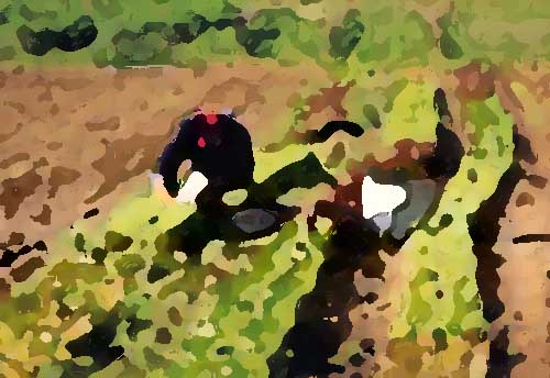 專(zhuān)業(yè)的農(nóng)業(yè)全案規(guī)劃所具備的原則