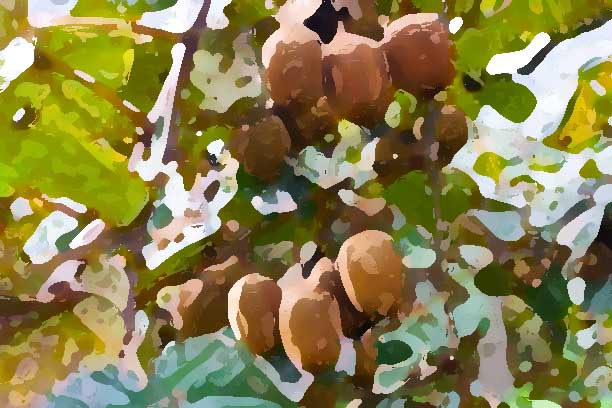 農(nóng)業(yè)品牌設(shè)計(jì)需要注意哪些問(wèn)題?