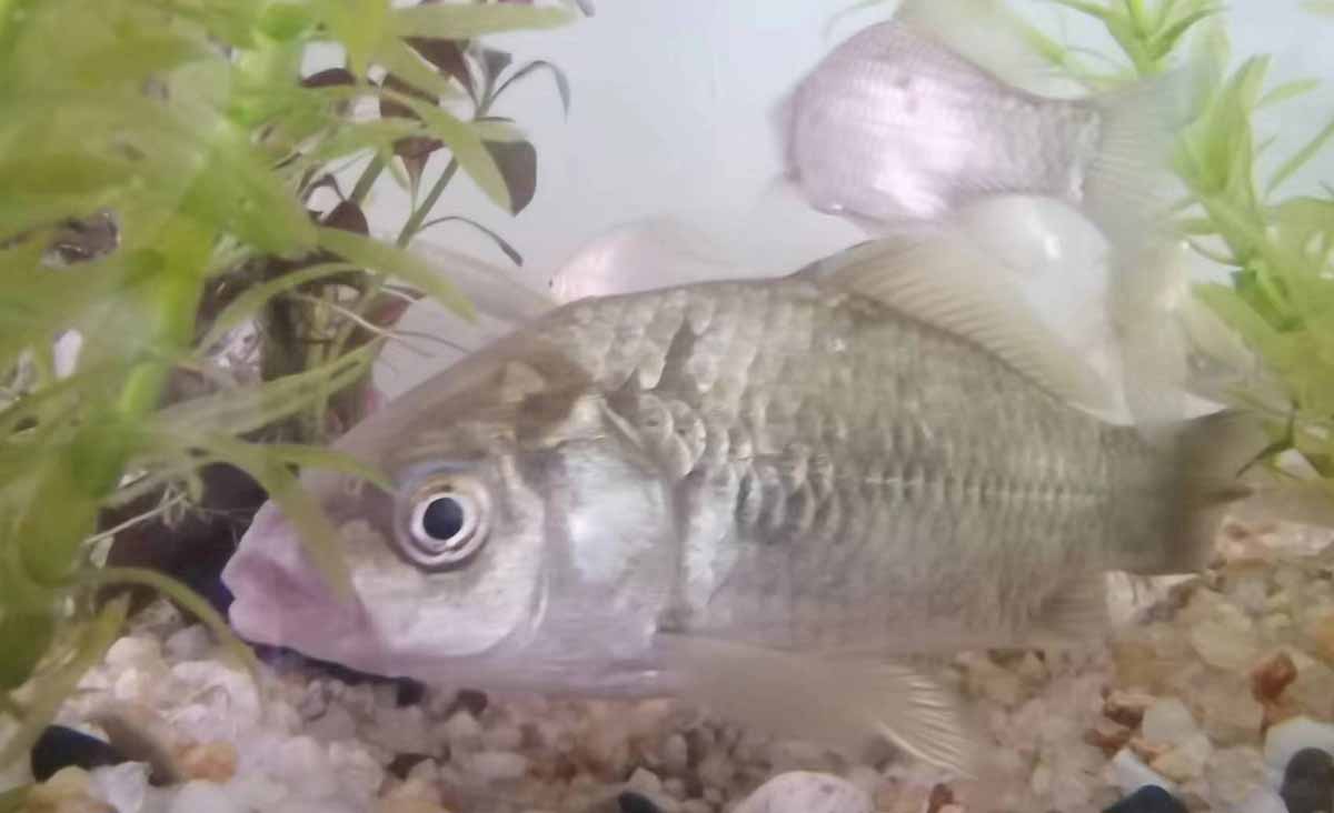 農業(yè)品牌設計