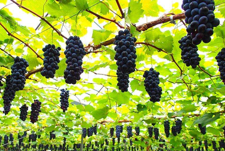 聚焦品牌轉(zhuǎn)型升級(jí)，推動(dòng)馬陸葡萄品牌力持續(xù)向上