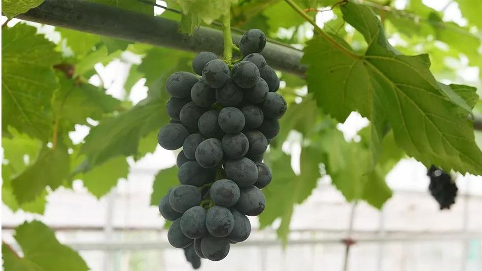 聚焦品牌轉型升級，推動馬陸葡萄品牌力持續(xù)向上