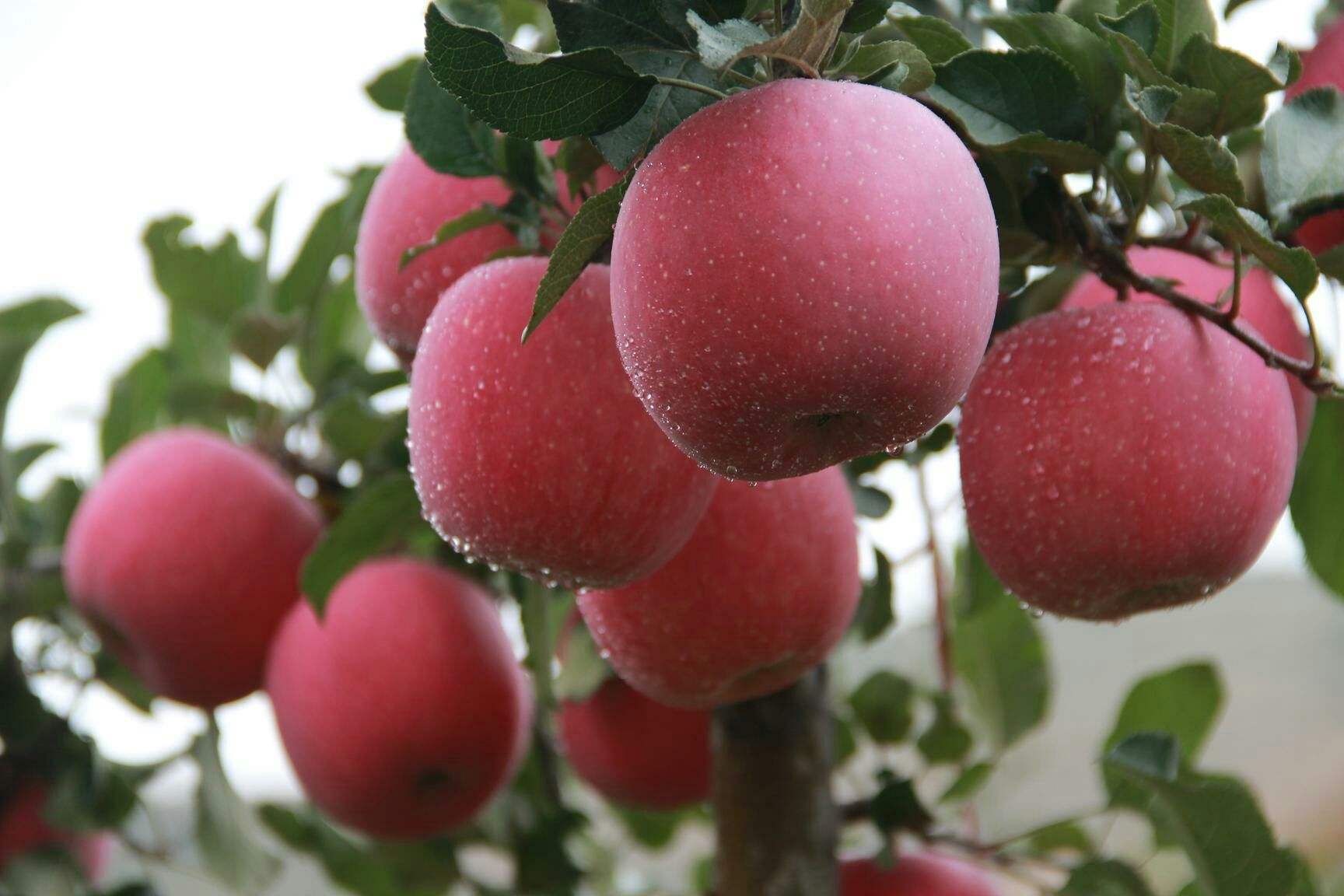 黃陵縣發(fā)展種植有機蘋果_提升品牌附加值