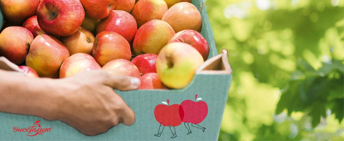 果業(yè)公司品牌建設(shè):水果品牌設(shè)計