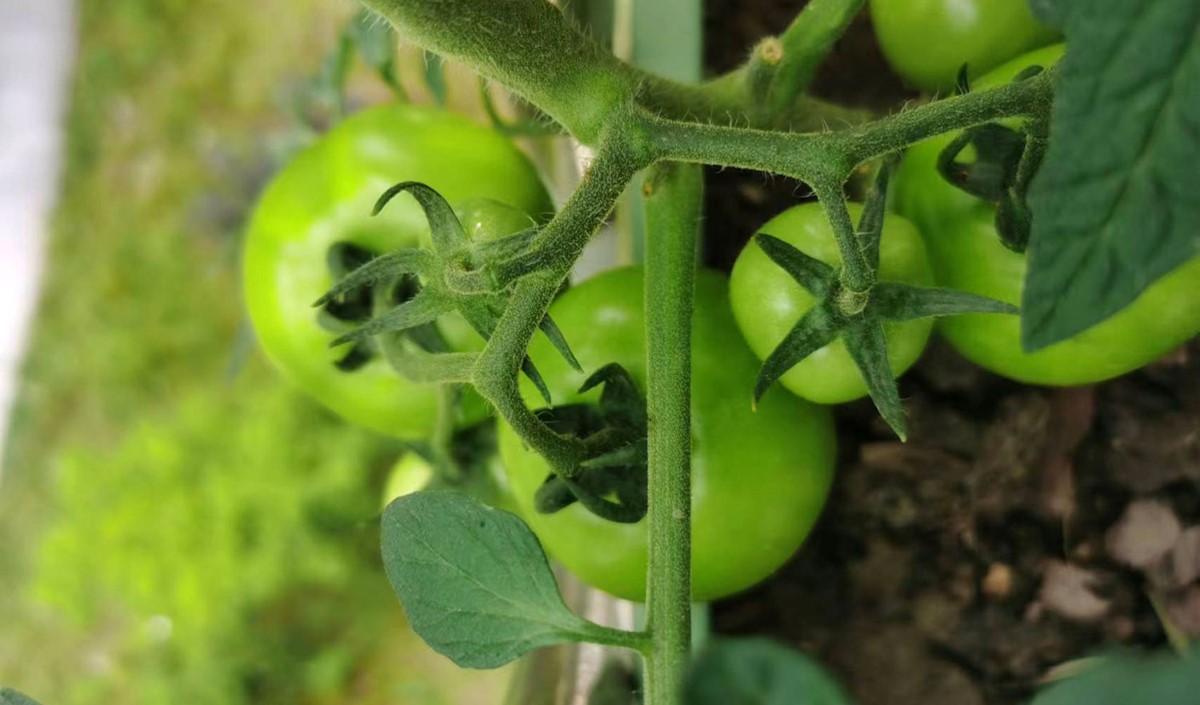 農產品公司如何策劃有競爭力的品牌定位