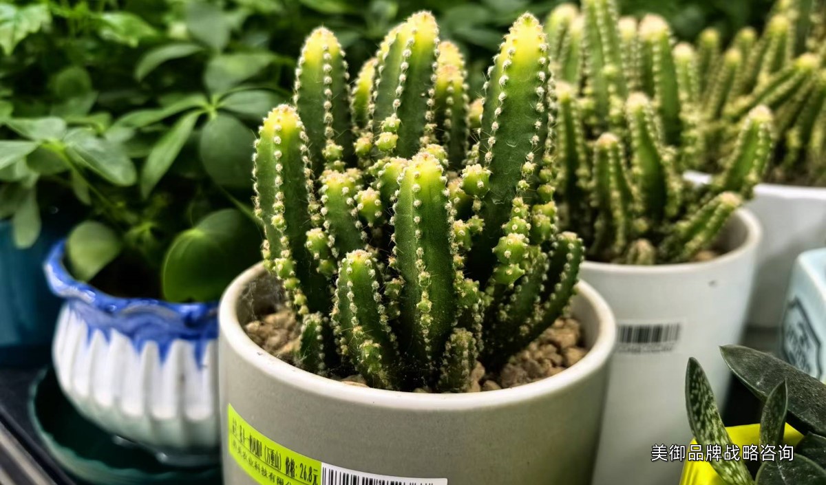 美御淺析盆栽綠植品牌營(yíng)銷(xiāo)策劃建議