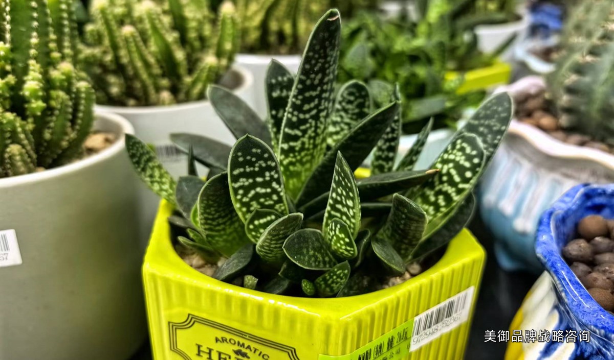 美御淺析盆栽綠植品牌營(yíng)銷(xiāo)策劃建議